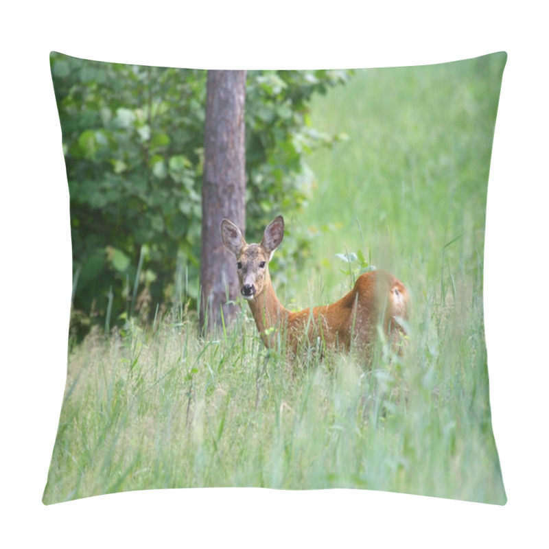 Personality  Roedeer Over The Forest Background ( Capreolus Capreolus ) Pillow Covers