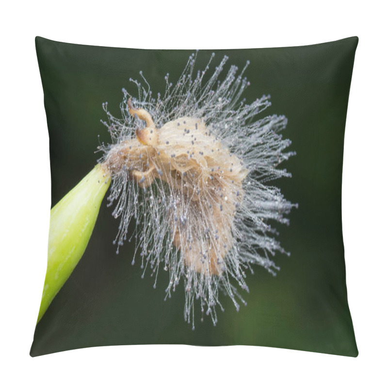 Personality  Cucumber Bud Flower Infected With Fungi Pillow Covers