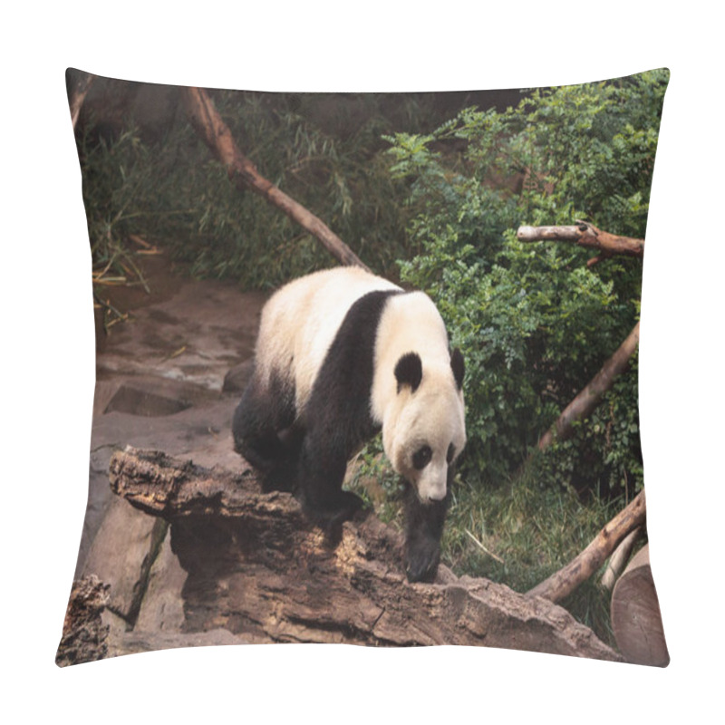 Personality  Giant Panda Bear Ailuropoda Melanoleuca Pillow Covers