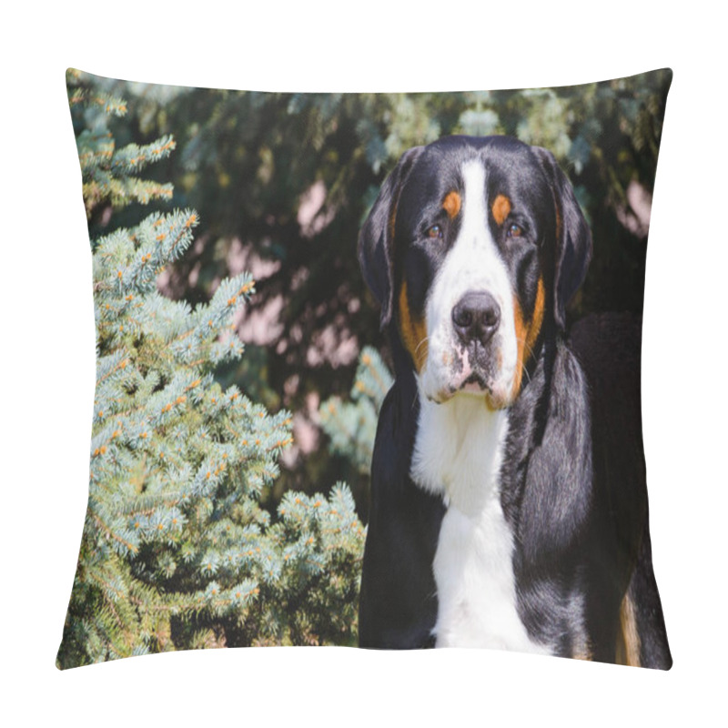 Personality  Greater Swiss Mountain Dog Portrait. The Greater Swiss Mountain Dog Is In The In The City Park. Pillow Covers