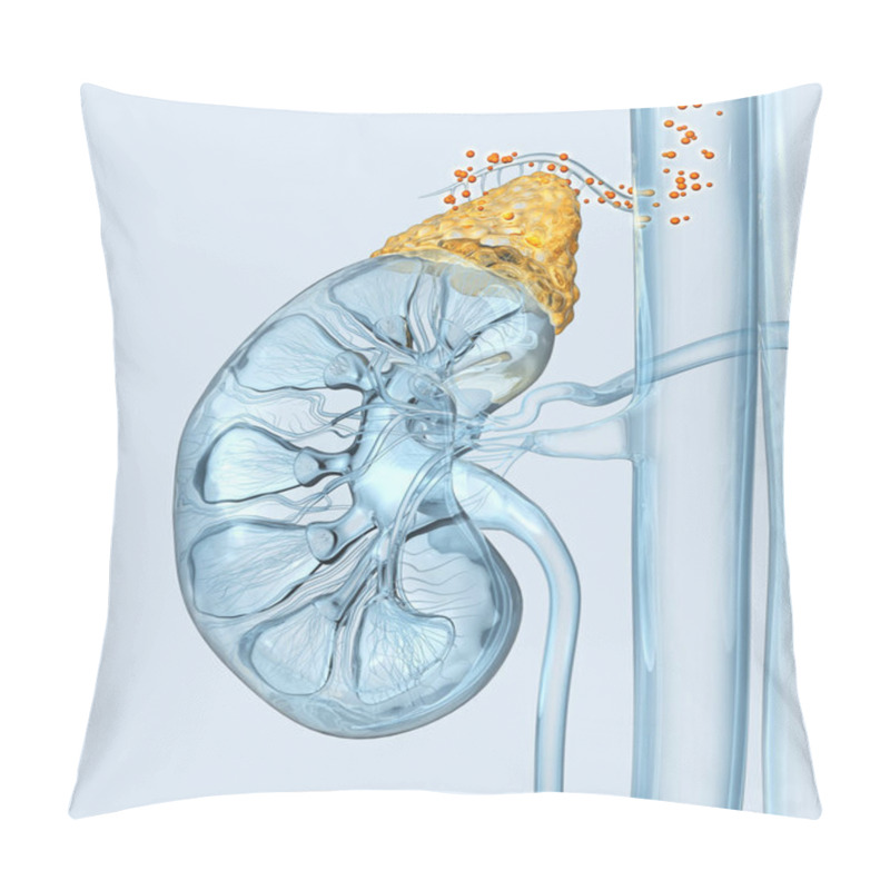 Personality  Human Kidney With Highlighted Adrenal Gland And Hormone Floating In Blood Vessels. 3D Illustration Pillow Covers