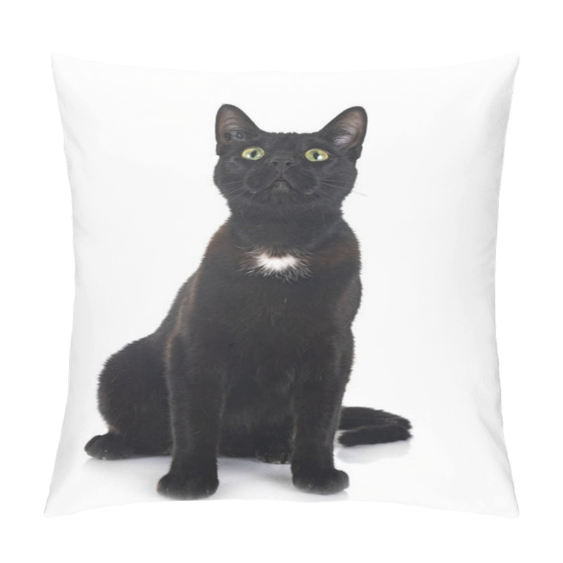 Personality  Stray Cat In Front Of White Background Pillow Covers