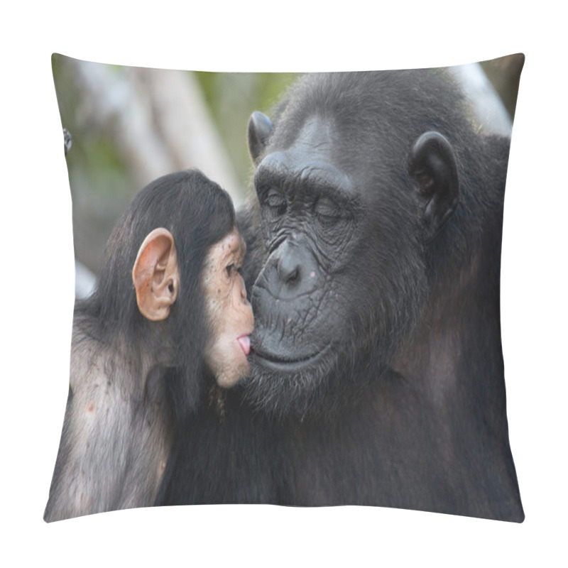 Personality  Funny Chimpanzee, Republic Of The Congo Pillow Covers