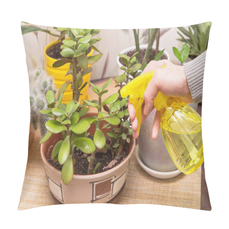 Personality  Hands Spraying And Watering Different Houseplant With Water Sprayer In Pots At Home. Growing Indoor Home Plant Pillow Covers