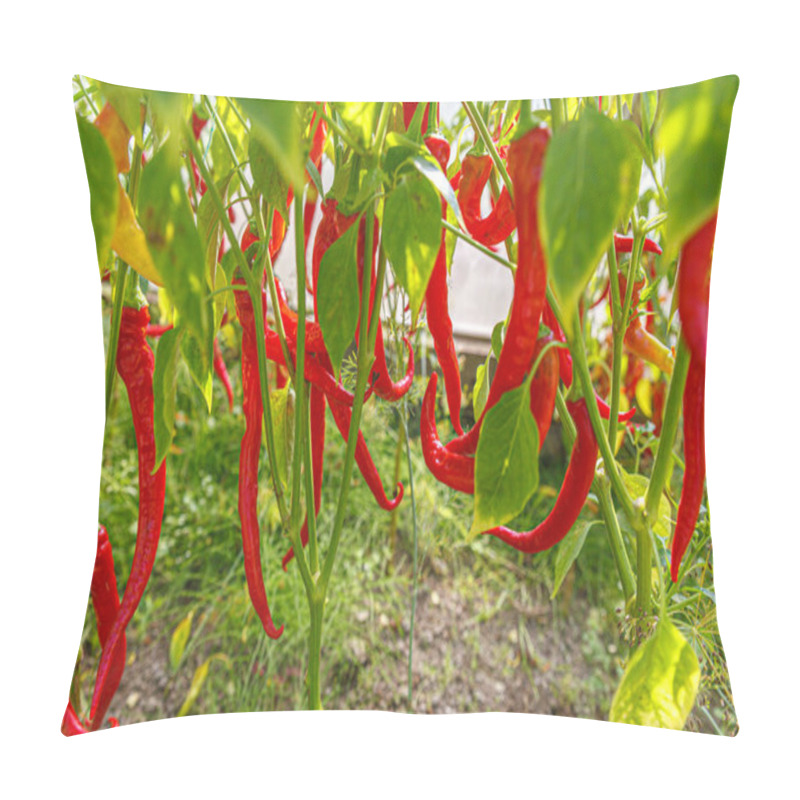 Personality  Gardening And Agriculture Concept. Perfect Red Fresh Ripe Organic Chili Pepper Ready To Harvesting On Branch In Garden. Vegan Vegetarian Home Grown Food Production. Picking Hot Spicy Cayenne Pepper Pillow Covers