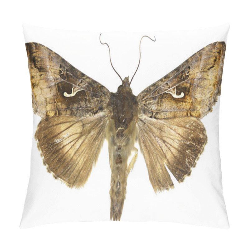 Personality  The Silver Y On White Background  -  Autographa Gamma  (Linnaeus, 1758) Pillow Covers