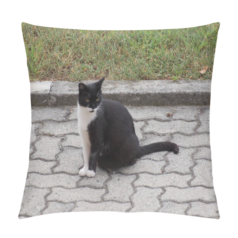 Personality  Black And White Domestic Cat Pillow Covers