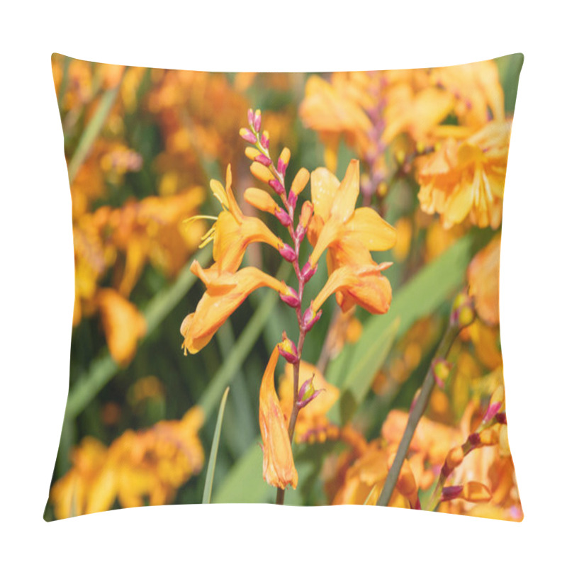 Personality  Close Up Of Columbus Montbretia (crocosmia X Crocosmiiflora) Flowers In Bloom Pillow Covers