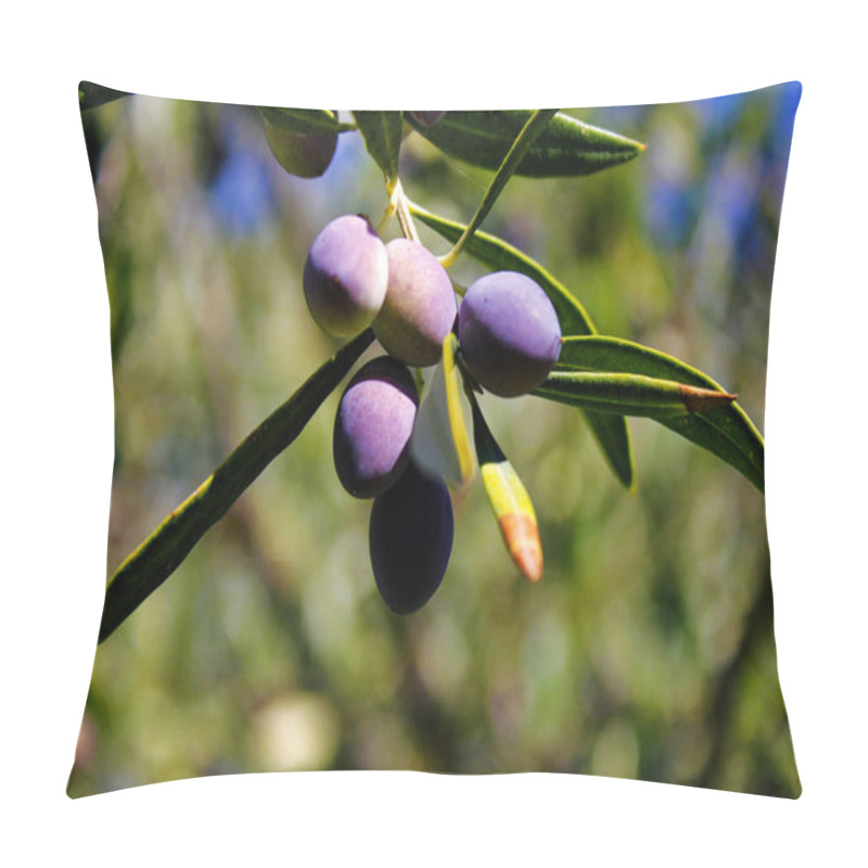 Personality  Koroneiki Olives On Olive Tree, Olive Grove In Kalamata, Peloponnese, Southwestern Greece. Pillow Covers