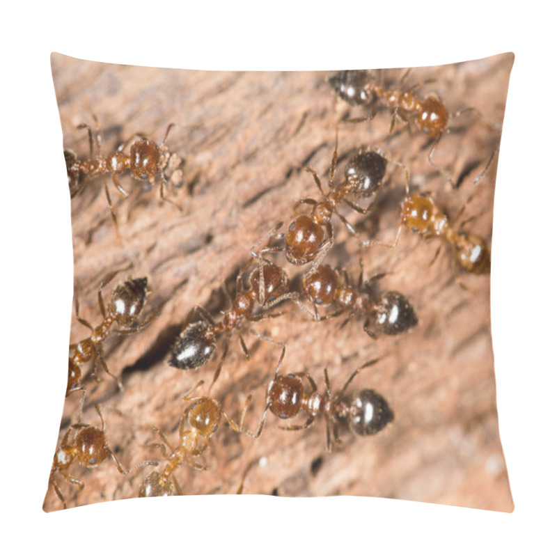 Personality  Ants On Nature. Close-up Pillow Covers