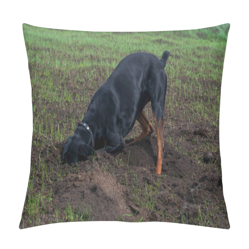 Personality  A Doberman Dog Digs Its Paws And Teeth With Pieces Of Soil In Search Of A Rodent Or Ground Squirrel, In The Field In Early Autumn. The Teeth Are Lumpy Of Earth. Pillow Covers