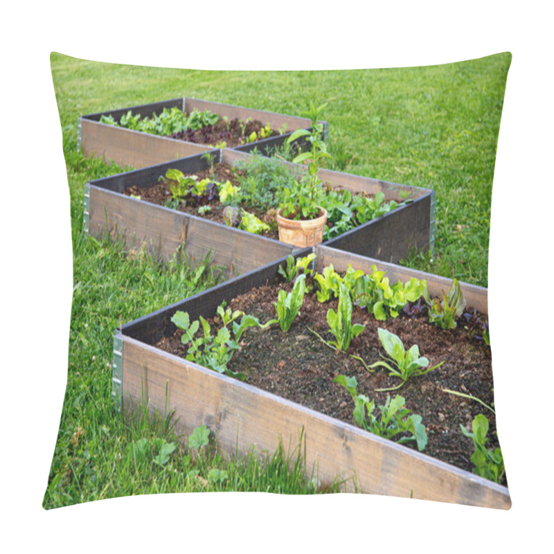 Personality  Community Garden Concept. Boxes Filled With Soil And With Various Vegetable Plants Growing Inside, Raised Bed. Sunny Spring Evening. Pillow Covers