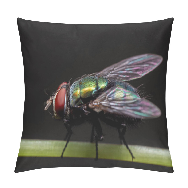 Personality  Macro Photo Of Blowfly On Stalk Of Leaf Isolated On Black Backgr Pillow Covers