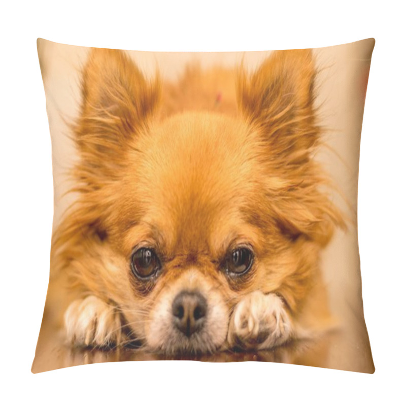 Personality  Long Haired Chihuahua At Christmas Pillow Covers