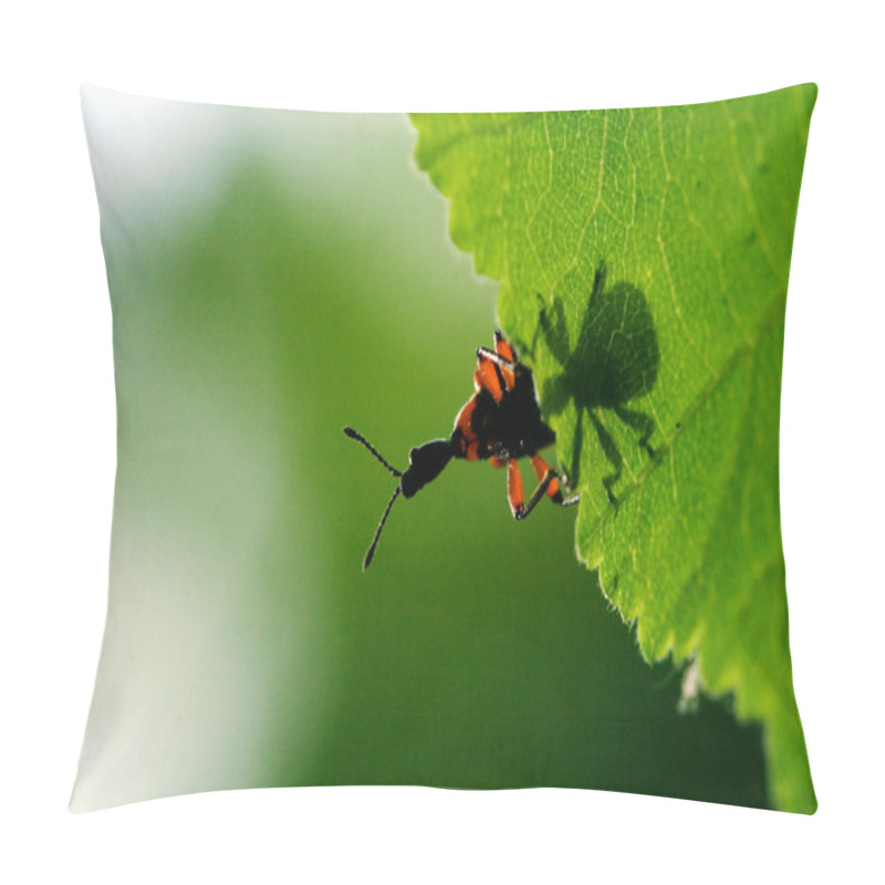 Personality  Down Of Wild Red Carabidae Coccinellidae Pillow Covers