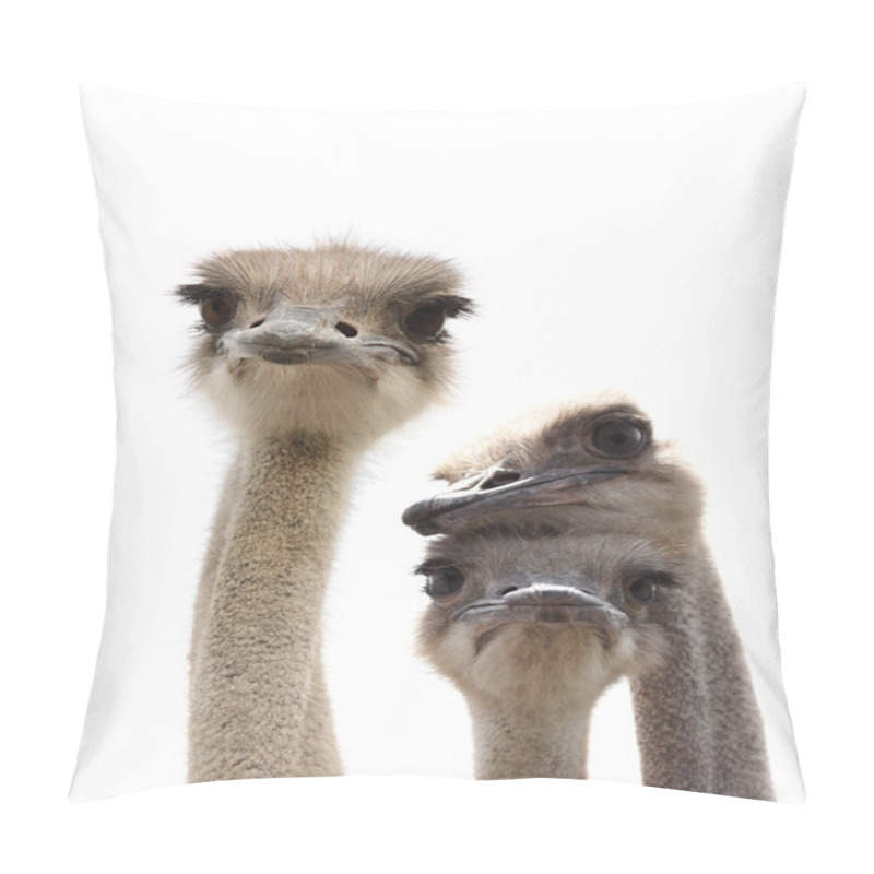 Personality  Ostriches Isolated Pillow Covers