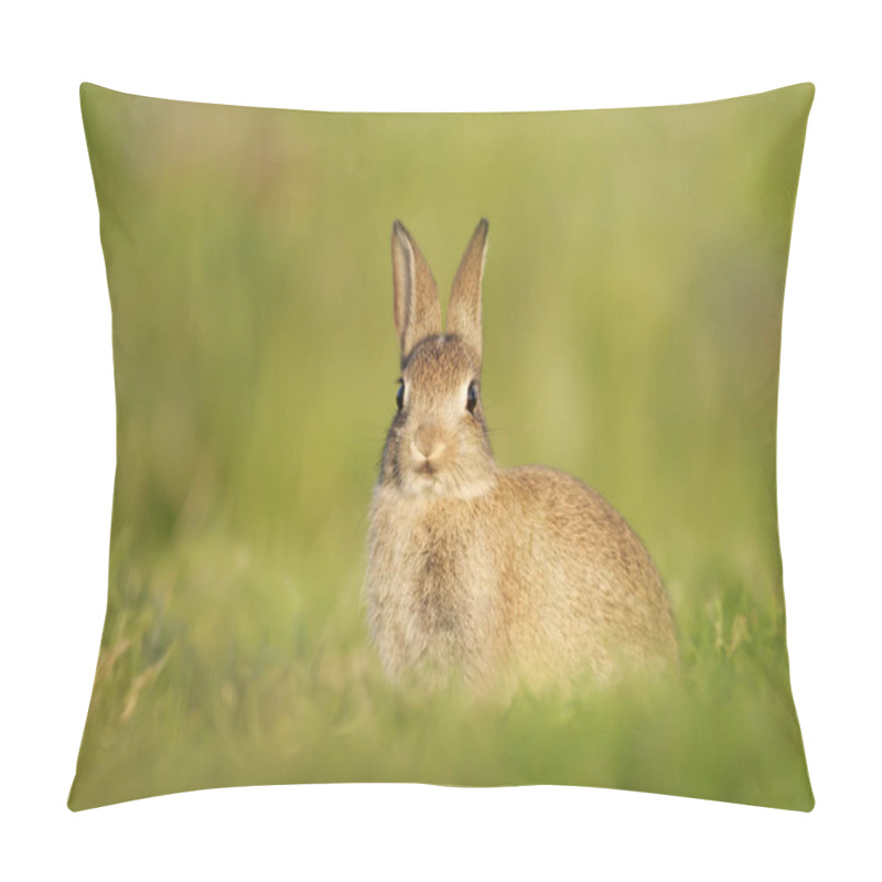 Personality  Close Up Of European Rabbit Sitting In The Grass Pillow Covers