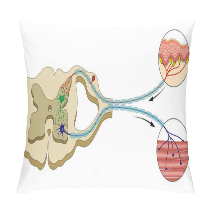 Personality  Spinal Reflex Arc Illustration. Central Nervous System Pillow Covers