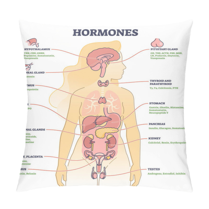 Personality  Hormones With Human Body Organs And Labeled Chemical Titles Outline Diagram Pillow Covers