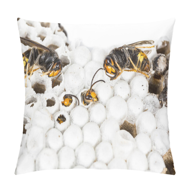 Personality  Alive Baby Asian And Dead Hornets In Nest Honeycombed Macro In White Background Pillow Covers