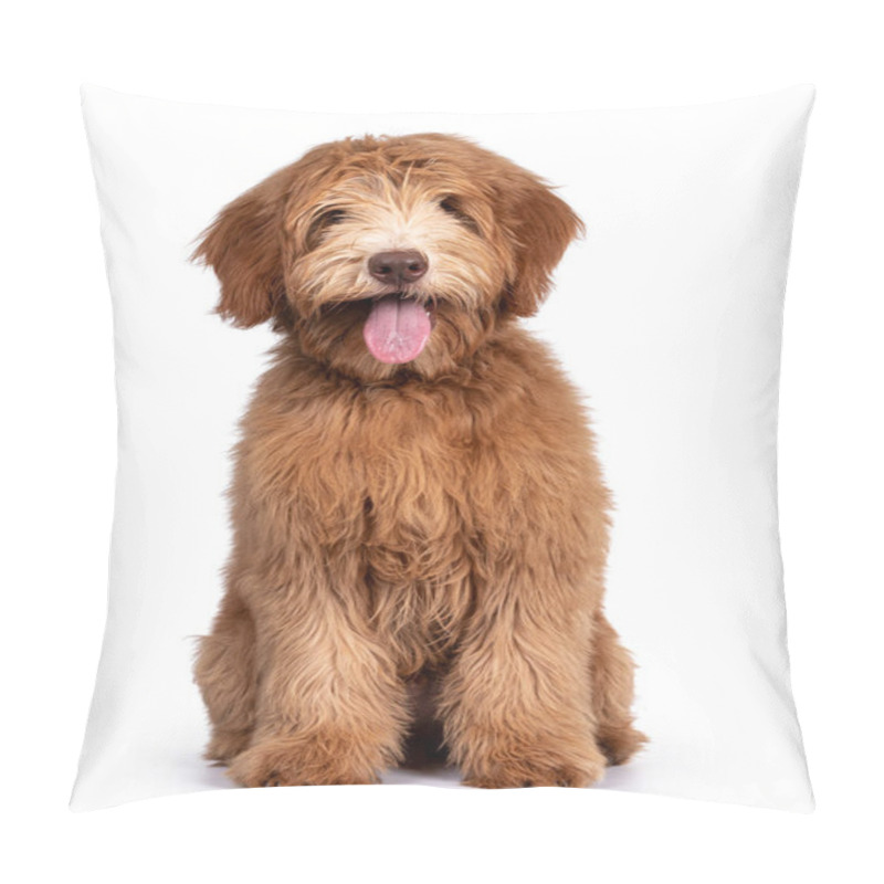 Personality  Fluffy Caramel Australian Cobberdog, Sitting Facing Front. Eyes Not Showing Due Long Hair. Isolated On White Background. Mouth Open Showing Long Tongue. Pillow Covers