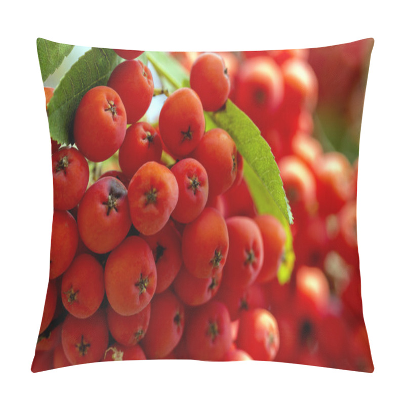 Personality  Cluster Of Red Rowanberry In The Garden - Closeup Pillow Covers