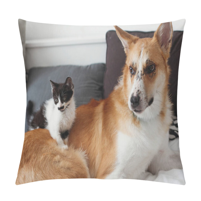 Personality  Cute Kitty And Golden Dog Playing On Bed With Pillows In Stylish Room. Adorable Black And White Kitten And Puppy With Funny Emotions Having Fun On Blanket. Cozy Home, Friends Pillow Covers