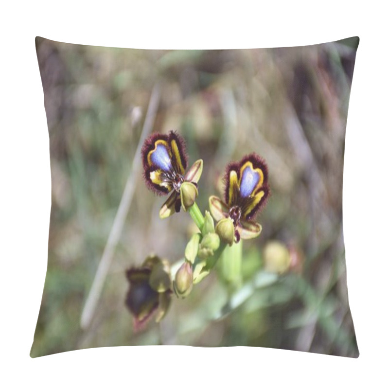 Personality  Ophrys Speculum (Venus Mirror) In Full Spring Bloom. Pillow Covers