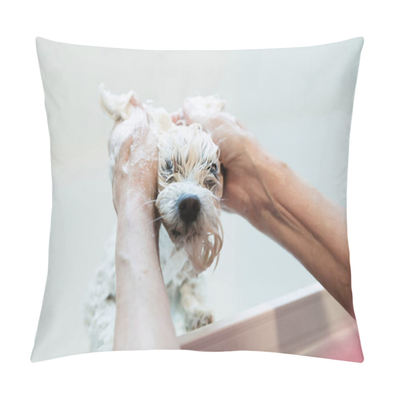 Personality  Woman Bathing A Maltese In The Bathtub At Home. Animals Hygiene Concept. Pillow Covers