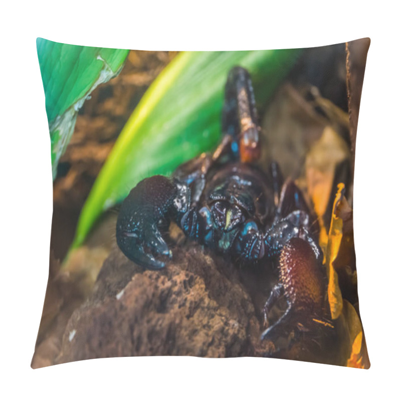 Personality  Tanzanian Red Clawed Scorpion In Closeup, Beautiful Tropical Arthropod Specie From Africa Pillow Covers