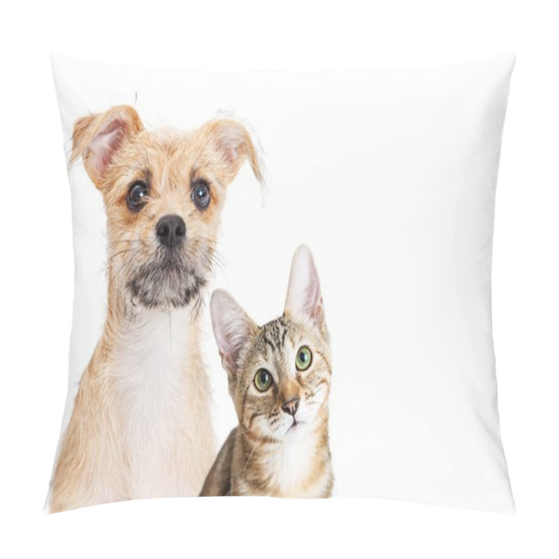 Personality  Puppy And Kitten Together With Cute Expression  Pillow Covers