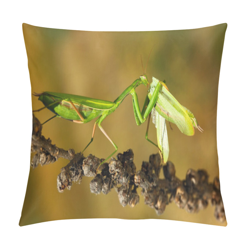 Personality  Matins Eating Mantis Pillow Covers