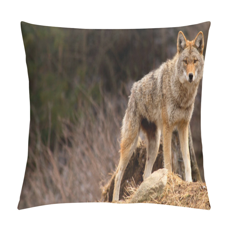 Personality  Coyote On Top Of A Hill Pillow Covers