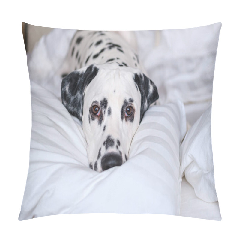 Personality  Dalmatian Dog Lying Down In White Bed And Looking At The Camera. White And Black Spotted Dalmatian Dog Posing On A White Couch. Pillow Covers