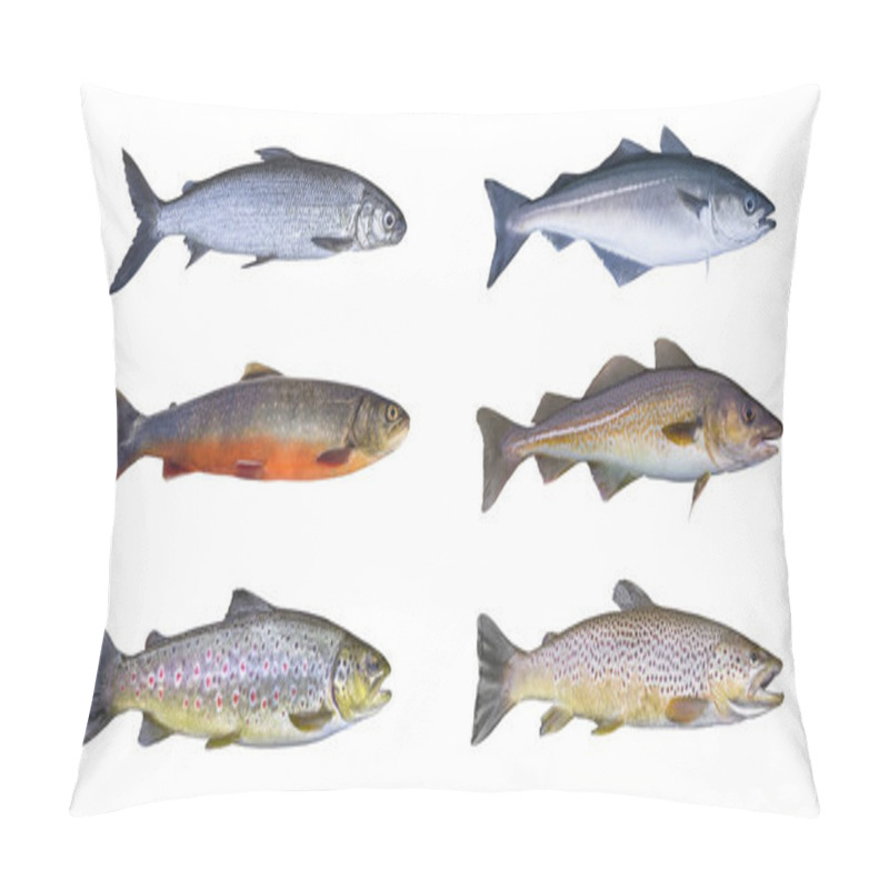 Personality  Norway Fish Set. Whitefish, Arctic Char, Brook Brown Trout, Pollock Fish, Coalfish, Saithe, Cod Fish Isolated On White Background Pillow Covers