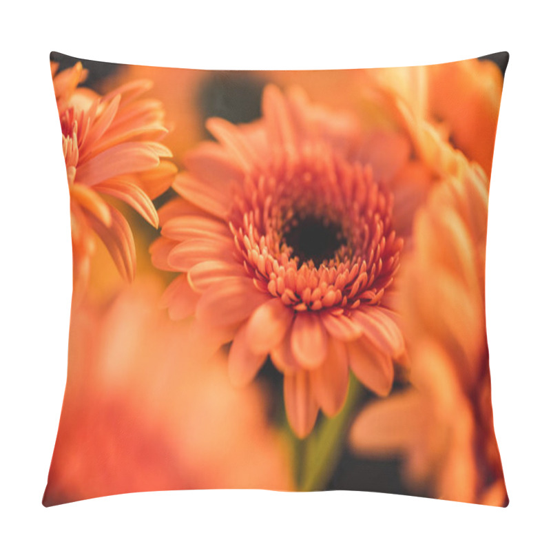 Personality  Close Up Of Orange Blooming Gerbers, Isolated On Black Pillow Covers