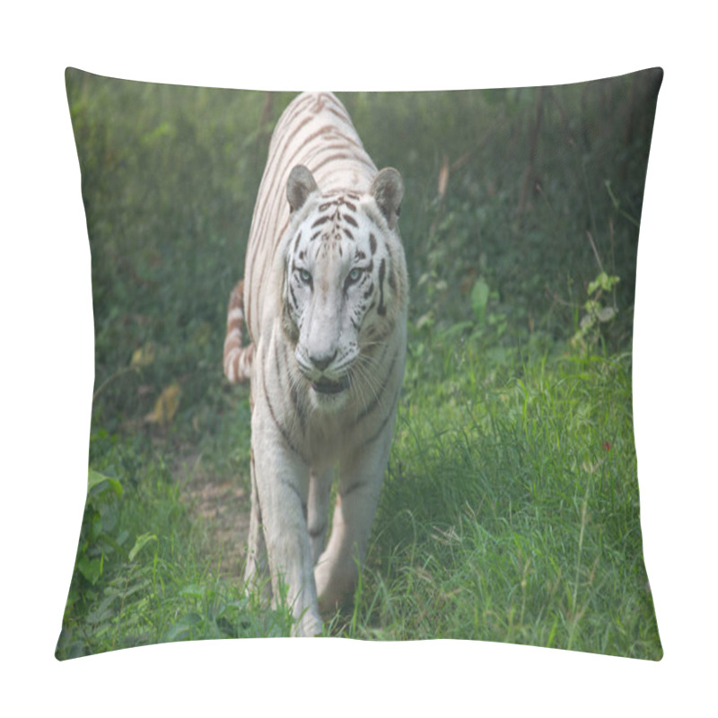 Personality  White Indian Tiger Walks Through An Open Grassland At A Tiger Reserve In India.  Pillow Covers