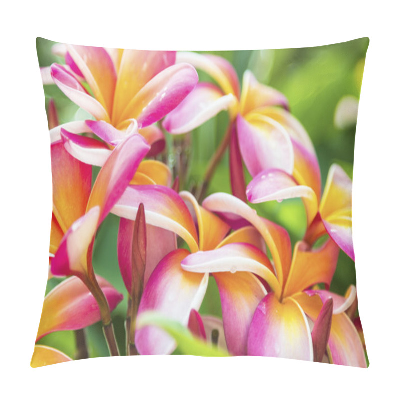 Personality  Plumeria Pillow Covers