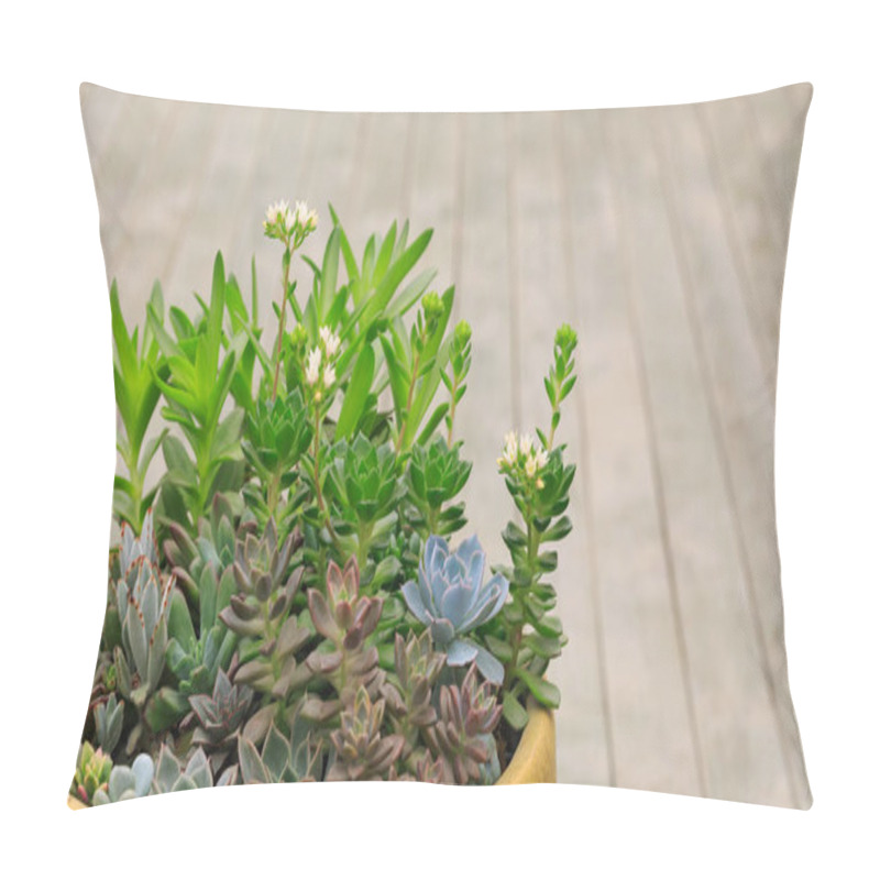 Personality  All Kinds Of Potted Succulents Pillow Covers