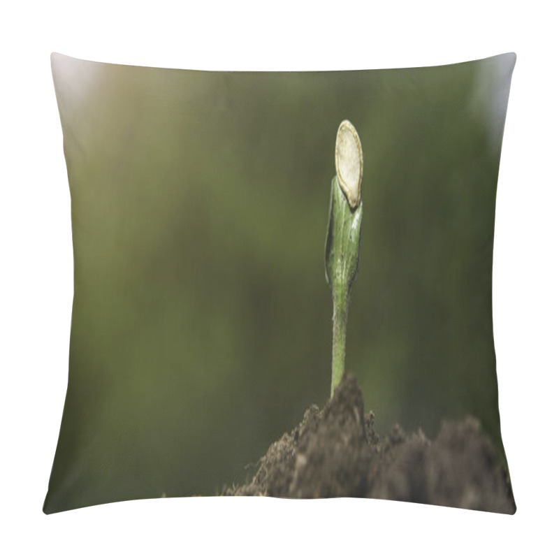 Personality  A Young Pumpkin Sprout Grows Out Of The Soil On A Sunny Day, On A Blurred Natural Background.  Pillow Covers