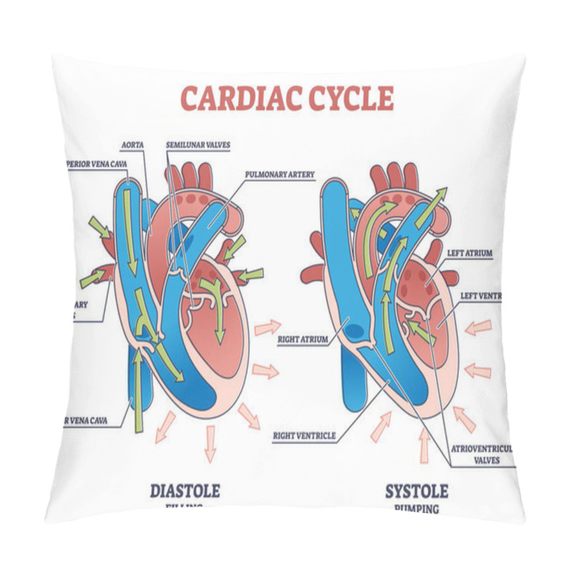 Personality  Cardiac Cycle With Heart Diastole And Systole Process Labeled Outline Diagram Pillow Covers