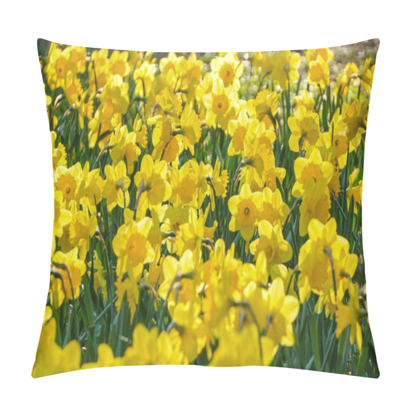 Personality  Bright Blossoming Spring Yellow Daffodils. Urban Flowerbed With Flowers In Krakow, Poland,decoration And Landscaping. Pillow Covers