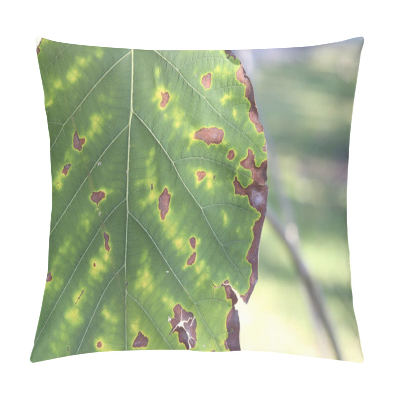 Personality  Teak Leaves With Dry And Yellow Patches Caused By Lack Of Nutrients In Plants Pillow Covers