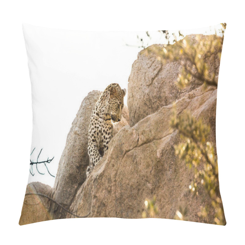 Personality  Leopard Watching From A Boulder In Kruger National Park, South Africa ; Specie Panthera Pardus Family Of Felidae Pillow Covers