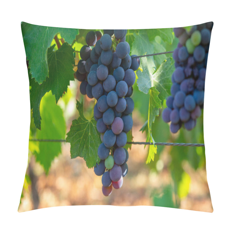 Personality  Bunches Of Red Wine Merlot Grapes Ripening On Green Vineyards In Campo Soriano Near Terracina, Lazio, Italy Pillow Covers