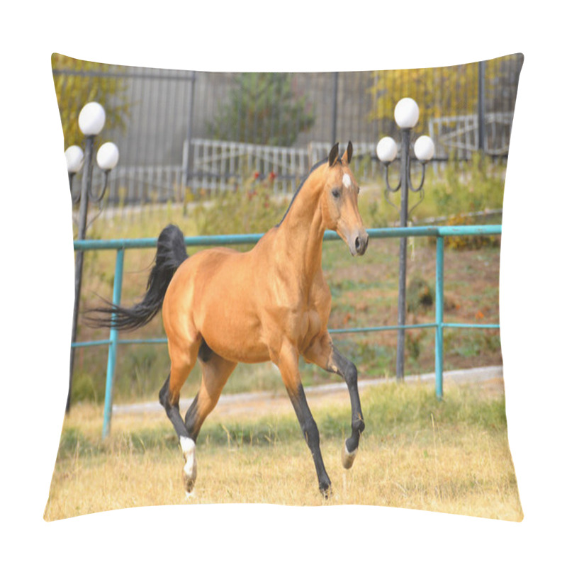 Personality  Bay Akhal Teke Breed Horse Running In Gallop In The Sand Paddock With Metal Fence. Animal In Motion. Pillow Covers