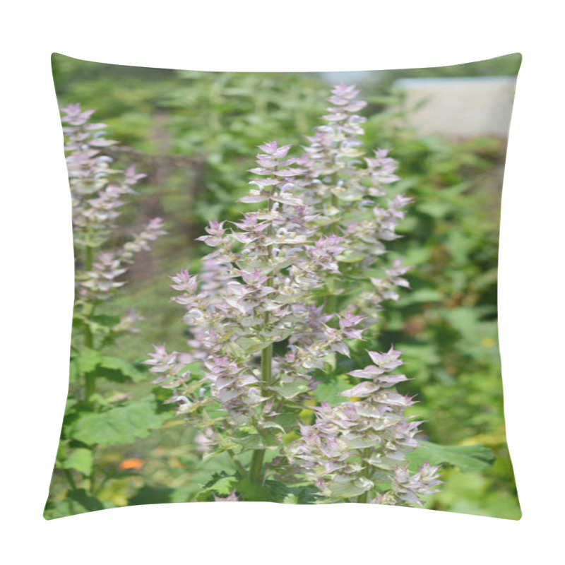 Personality  A Close-up On Salvia Sclarea Or Clary Sage, Medicinal Herb Blooming, Growing For Aromotherapy Essential Oil. Pillow Covers