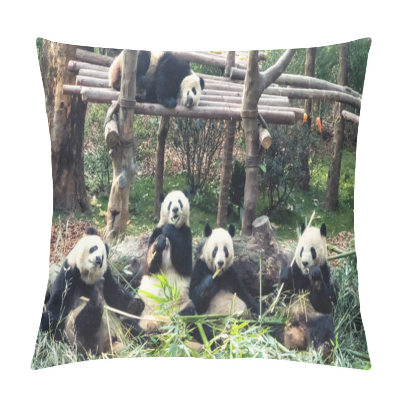 Personality  Giant Panda, Ailuropoda Melanoleuca Panda Breeding And Research Centre, Chengdu PRC, People's Republic Of China, Asia Pillow Covers