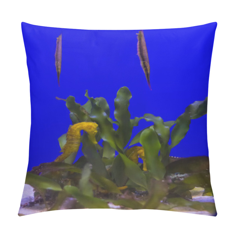 Personality  Yellow Seahorse Surrounded By Fish Under Sea Water. Pillow Covers