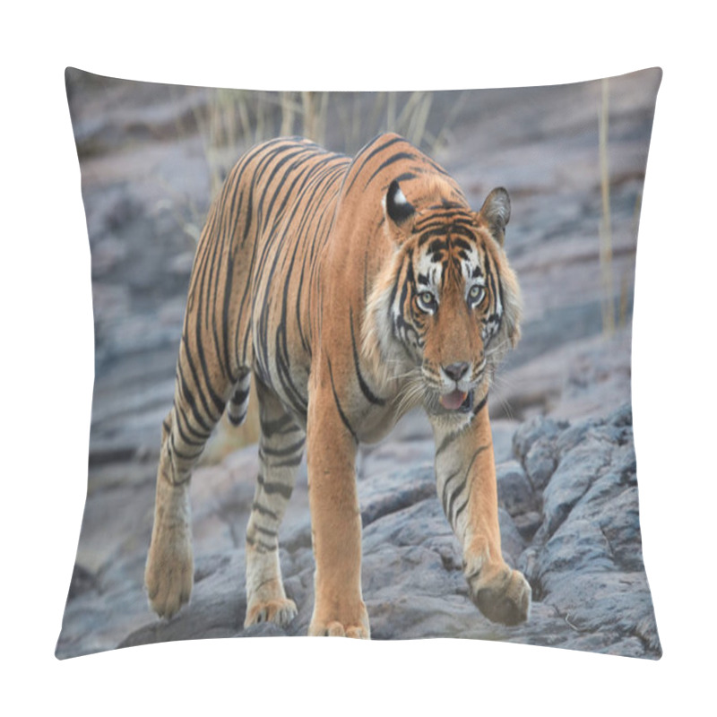 Personality  Close Up, Big Male Of Bengal Tiger, Panthera Tigris, Walking On The Rock. Wild Tiger From Front View, Staring Directly At Camera. Indian Wildlife, Ranthambore, India. Pillow Covers